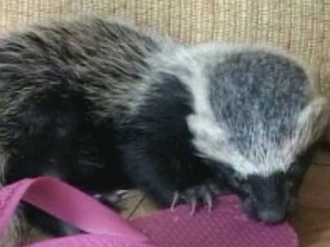 Furo mama junto com a ninhada de gatos