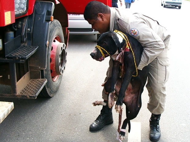 Motociclista que passava pelo local se ofereceu para adotar a pit bull.
