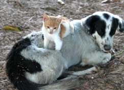 Minist�rio da Sa�de suspendeu a campanha de vacina��o antirr�bica ap�s o registro de rea��es em animais