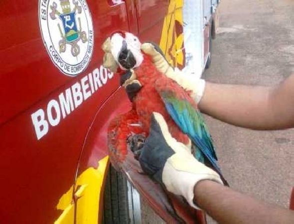 Arara encontrada s margens da rodovia BR-174