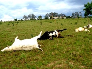 Bois foram enterrados na propriedade aps morte.