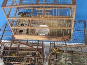 Canrios apreendidos pela PMA em Trs Lagoas