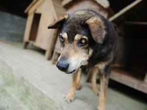 Ces abandonados so geralmente resgatados desnutridos e aps maus-tratos