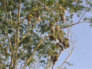 P�ssaros est�o em per�odo de reprodu��o, conforme ornit�logo.