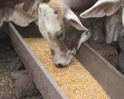 Cinquenta e oito por cento do concentrado ofertado  composto por milho