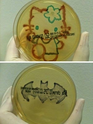Desenhos de Hello Kitty e do s�mbolo do Batman feito por professora com cultivo de bact�rias.