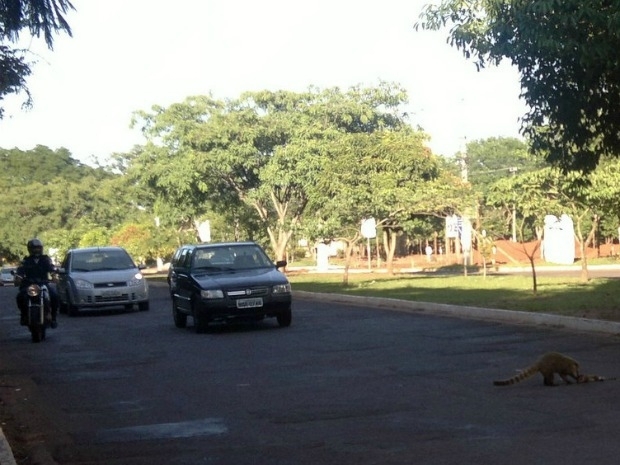 Quati cruza rua para resgatar filhote atropelado...