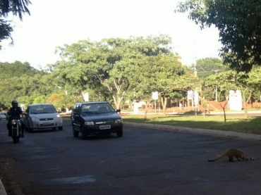 Quati cruza rua para resgatar filhote atropelado...