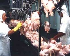 Avicultura teve o maior incremento da pecuria: 33% em 2009