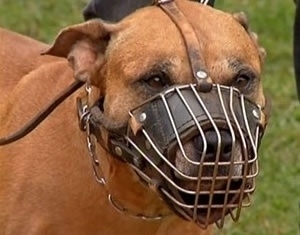 Vtima foi atacada pelo prprio cachorro e continua internada na UTI.