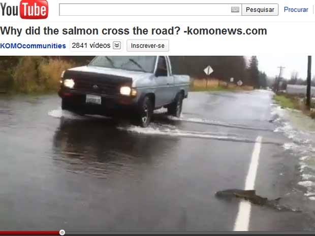 Peixes so flagrados atravessando rodovia inundada nos EUA