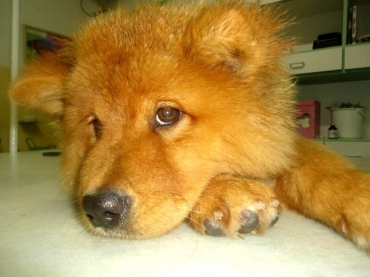 Ces em estado extremo de abandono so resgatados pela Polcia.