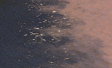 Dezenas de peixes apareceram mortos em no Rio Cuiab.