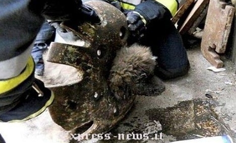 Co precisou ser resgatado aps ficar com a cabea presa em roda.