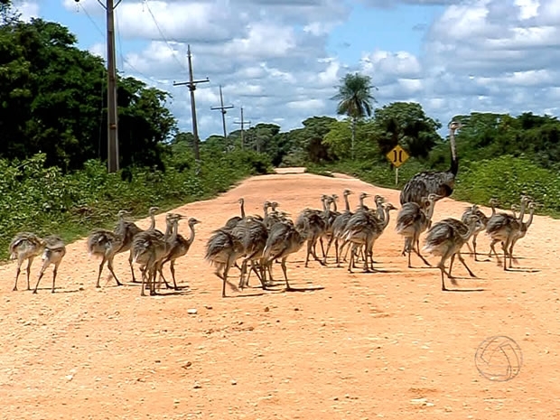 Pai passeia com filhotes durante o dia no Pantanal mato-grossense.