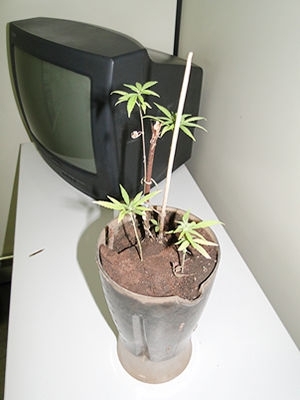 P de maconha  apreendido com homem em Vrzea Grande