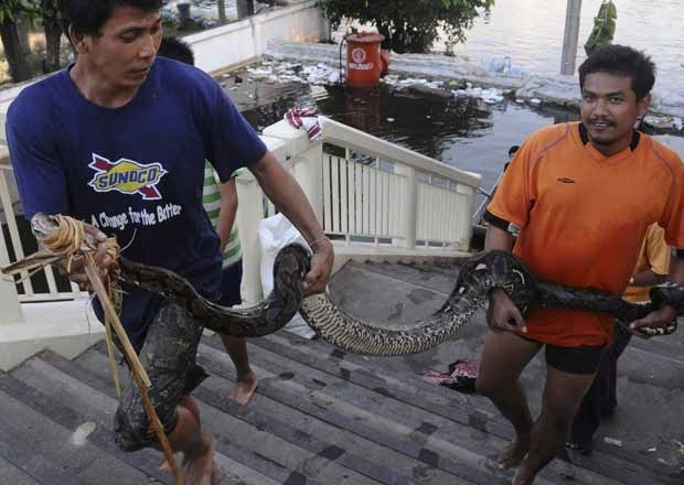 Voluntrios carregam cobra de 4 metros achada durante inundao no distrito de Noi, em Bangcoc, capital da Tailndia
