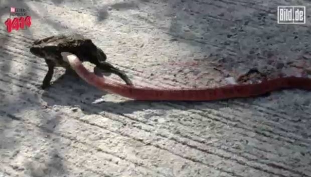 Sapo arrasta o rival at uma rea de vegetao.