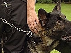 Malas que comportavam as drogas estavam forradas de brinquedos