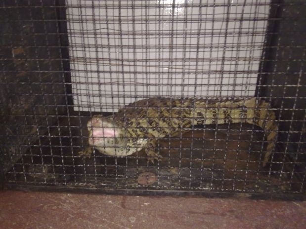 Bombeiros tiveram dificuldade para capturar animal, que estava bastante agressivo