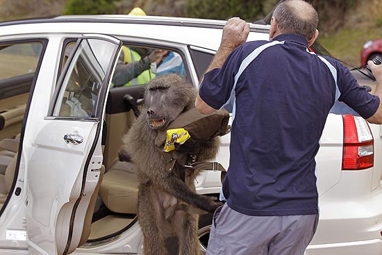 O turista se assustou ao ver o animal levando sua comida
