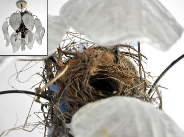 Casal entrou no ciclo reprodutivo e ninho j� abriga filhote de cambacica que n�o para de piar pedindo comida. 