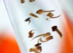 Mesmo antes das chuvas, 5 bairros apresentaram infestao acima de 6% na Capital, considerado risco alto