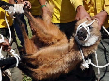 Animal foi capturado depois de percorrer as ruas da cidade.