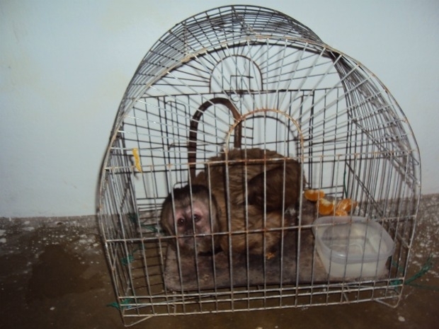 A criao em cativeira da espcie em extino  ilegal. O infrator est sujeito a multa.