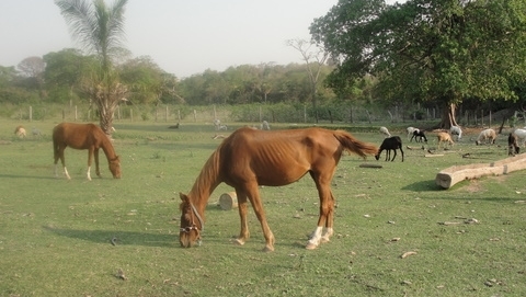 Homem criava animais em rea de proteo ambiental