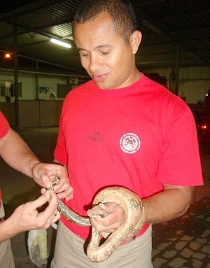 Bombeiro retira cobra de dentro de carro