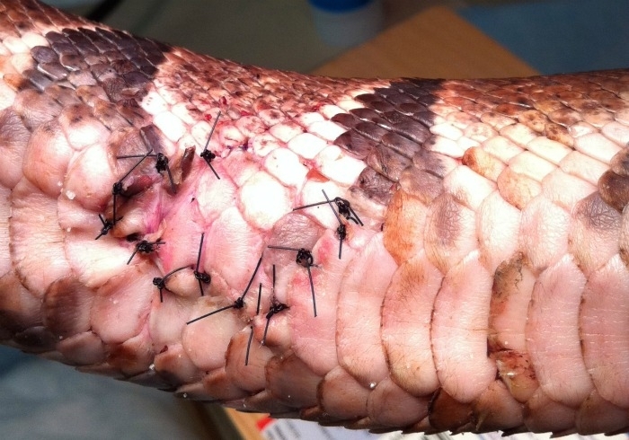 Mordidas na cobra de um metro de comprimento eram suficientemente grandes para expor o f�gado do animal