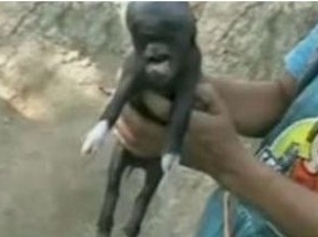 Em ninhada de 11 leit�es, este foi o �nico que nasceu com fei��es de humano - um humano bem feio, pelo visto