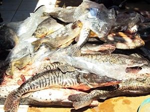 Pesca predat�ria prejudica meio ambiente e � alvo de opera��o da PM 