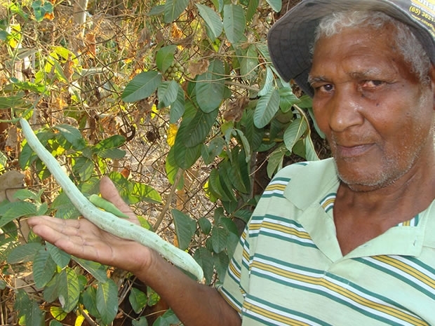 Idoso encontrou sementes da esp�cie por acaso e se surpreendeu com tamanho da planta.
