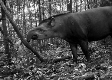 Anta flagrada perto de Manaus no primeiro estudo global de armadilhas fotogrficas para mamferos. 