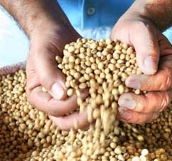 Segundo o sindicato de Sinop, produtividade na regio norte foi maior que a mdia estadual