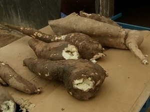 Aposentado colhe mandioca de mais de 1 metro no quintal de casa, em Gois