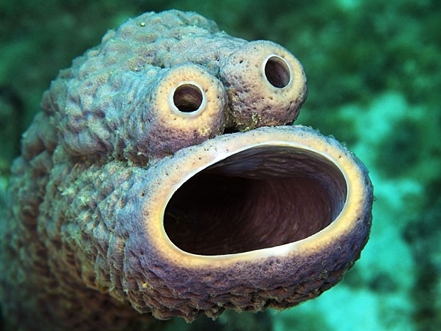 Rosto familiar da Vila Ssamo pertence a uma criatura marinha chamada esponja tubo de fogo (Aplysina archeri)