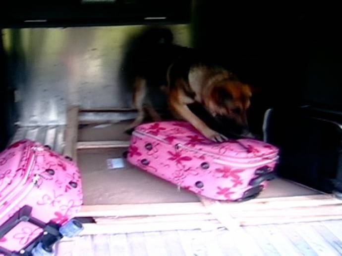 Cadela policial ursa encontra drogas dentro de malas infantis