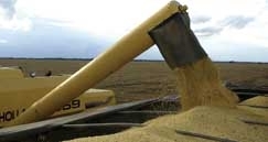 Duas projees com resultados diferentes. Pelo IBGE, Mato Grosso volta a ser lder nacional de gros