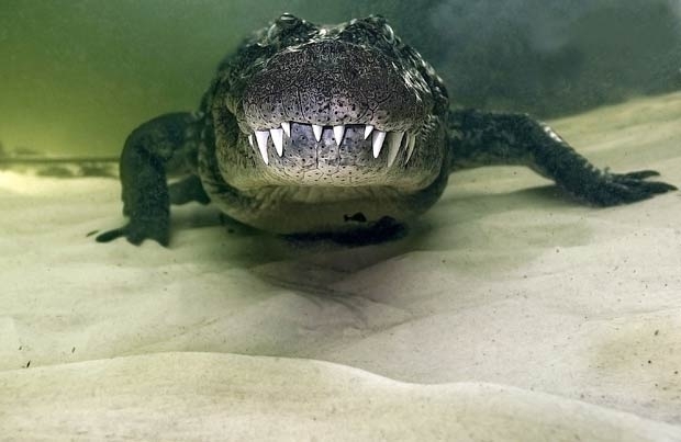 Daniel Botelho ficou a poucos centmetros e fotografou um crocodilo de 4,5 m.