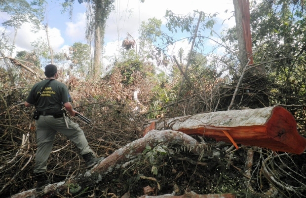O aumento das �reas desmatadas chegou a 35%, at� junho de 2011.