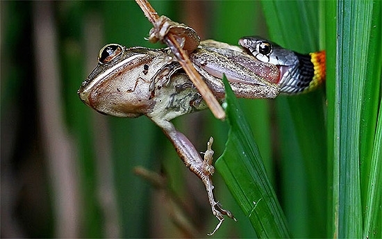 Fot�grafo comentou que a luta durou cerca de 20 minutos e a luta foi t�o feroz que as fotos ficaram desfocadas