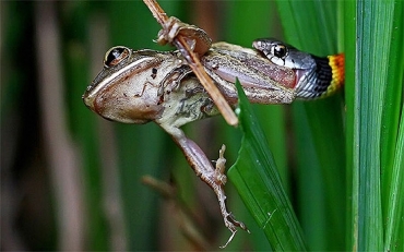 Fot�grafo comentou que a luta durou cerca de 20 minutos e a luta foi t�o feroz que as fotos ficaram desfocadas