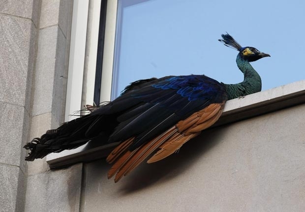 Pav�o se refugiou no parapeito de uma janela do quinto andar de um pr�dio.