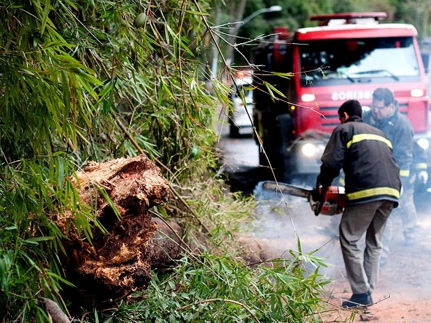 Bombeiros removem rvore derrubada pelo vento na avenida Oscar Pereira, em Porto Alegre (RS)
