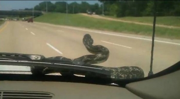 Americana leva susto aps cobra surgir no para-brisa enquanto dirigia