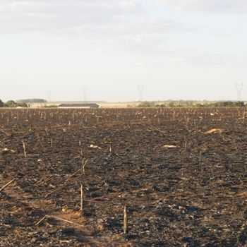 Milharal totalmente destrudo na fazenda Santa Ins