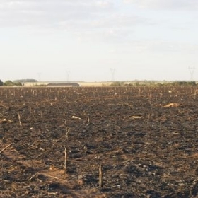  Milharal totalmente destrudo na fazenda Santa Ins 